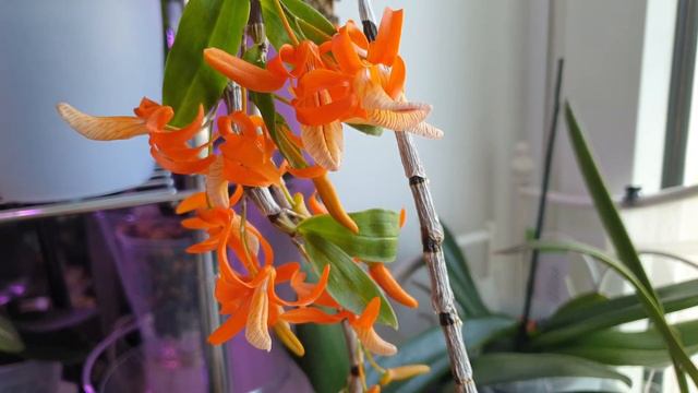 Dendrobium Unicum