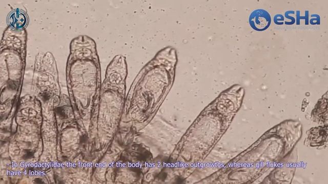 Маленькие убийцы аквариумных рыб. Кожные и жаберные сосальщики. Диагностика. Лечение. смотреть онлайн