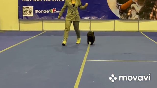 Аффенпинчер Вилли - Лучшая собака выставки BIS-1!!! смотреть онлайн