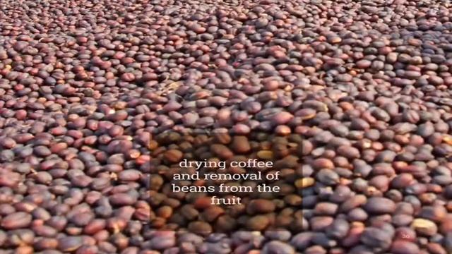 Toper Coffee Academy New Book смотреть онлайн