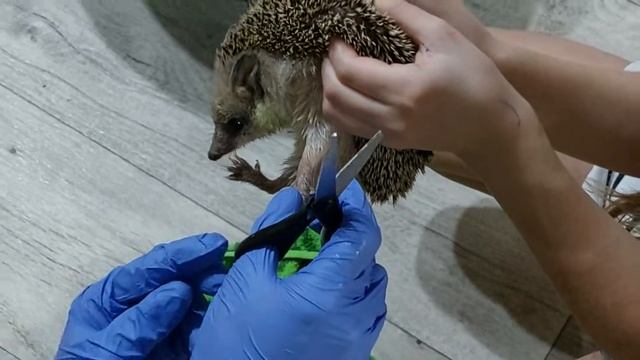 Как подстричь ежу когти. смотреть онлайн