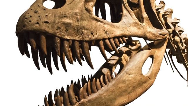 Dinosaurs For Kids | Learn About Dinosaur History, Fossils, Dinosaur Extinction And More!