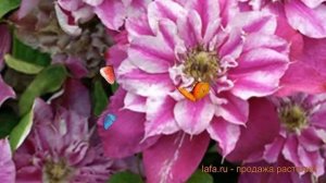 Клематис крупноцветковый Май Дарлинг ? обзор: как сажать, саженцы клематиса Май Дарлинг