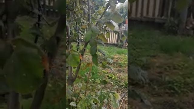 Что делать с мелкой лещиной? смотреть онлайн