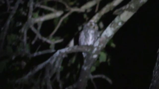 African Scops-Owl (Otus Senegalensis) Call