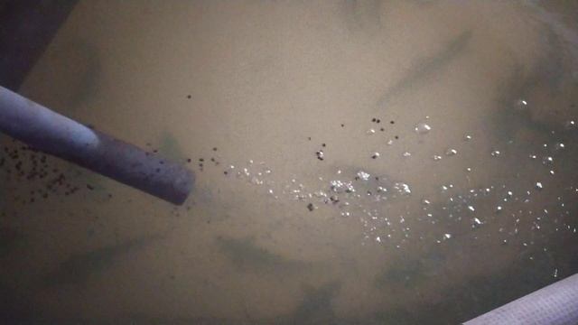 Рост малька белуги и Ленского осетра в узв смотреть онлайн