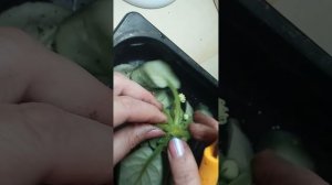 Укореняем, спасаем фиалку пораженную корневой гнилью, сосудистым бактериозом.