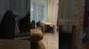 Ориентальная кошка орёт (вертикальное видео)