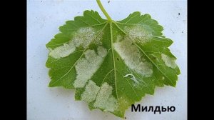БОЛЕЗНИ ВИНОГРАДА И МЕРЫ БОРЬБЫ С НИМИ