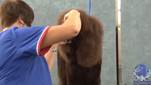 Grooming The Irish Water Spaniel Part 2