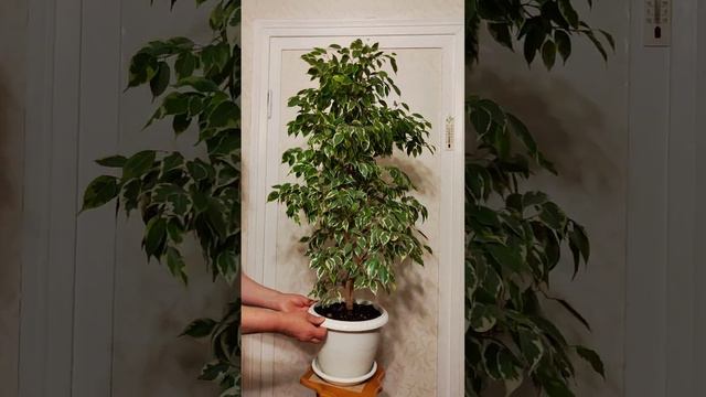 Фикус пестролистный смотреть онлайн