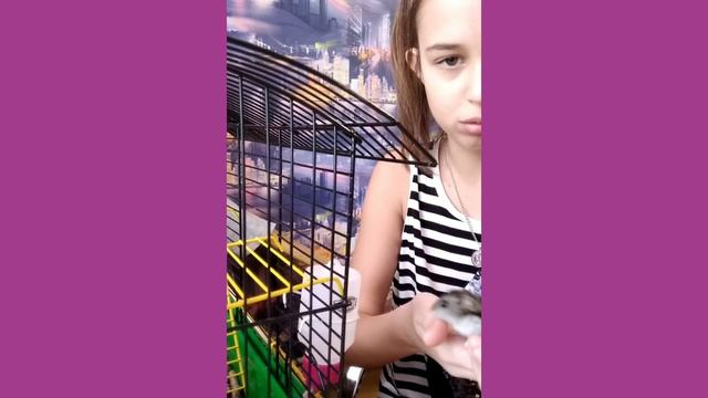 ||Первое видео|| утренние кормление хомяка смотреть онлайн