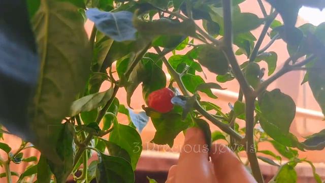 Dalle khursani | terrace garden in Chennai | red chilli | organic vegetables | 3 Precious Jewels смотреть онлайн