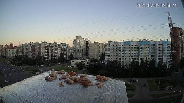 White night feeding birds. Белые ночи - ждали прилетит ли ручная чайка Пеля. смотреть онлайн