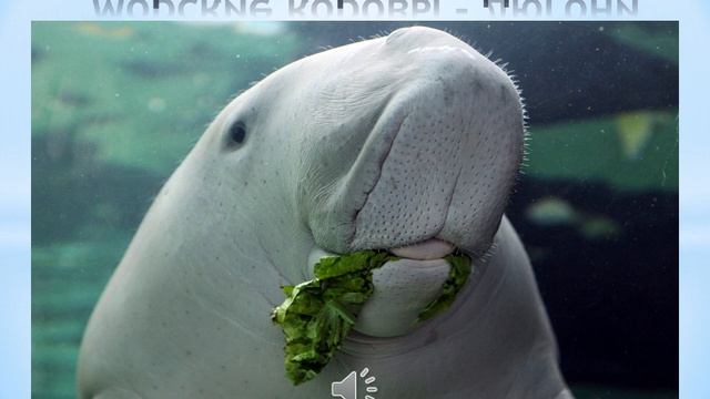 Морские коровы дюгони смотреть онлайн