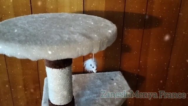 Купили высокий игровой комплекс для кошек!Муська довольна? Arbre à chat. France смотреть онлайн