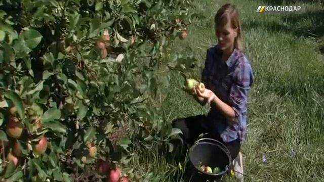 Как собирают яблоки? смотреть онлайн