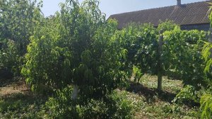 Персик,типа"Кардинал" очень урожайный