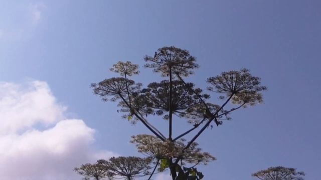 Прилепы. Орловский край смотреть онлайн