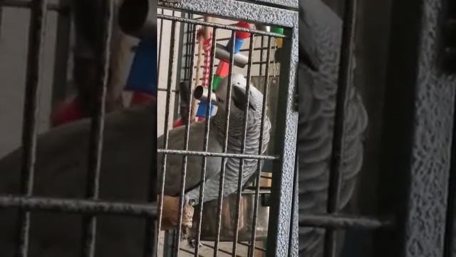 Стишок: три, три, три... БЕСЕРАЕТ... смотреть онлайн