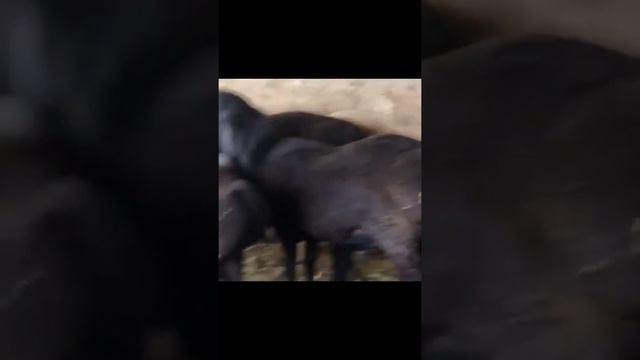 1 жасар кошкар Шарпей дейтин кошкардын немереси смотреть онлайн