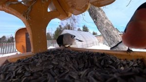 Птицы в кормушке