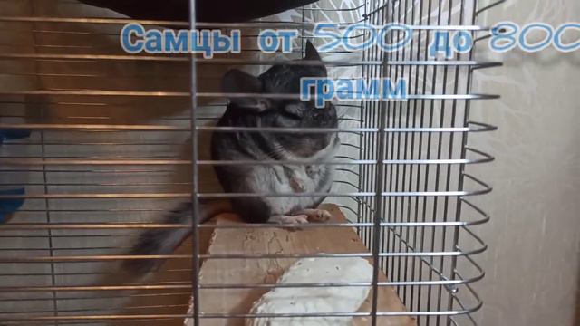 Самые часто задаваемые вопросы при покупке шиншиллы. *1 часть* смотреть онлайн