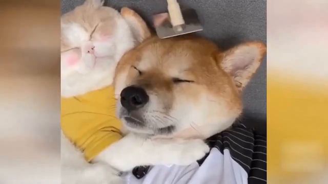 Moment of Laughter Funny Animals\Dogs\Cats New 2022 Смешные животные новые видео смотреть всем2022 смотреть онлайн