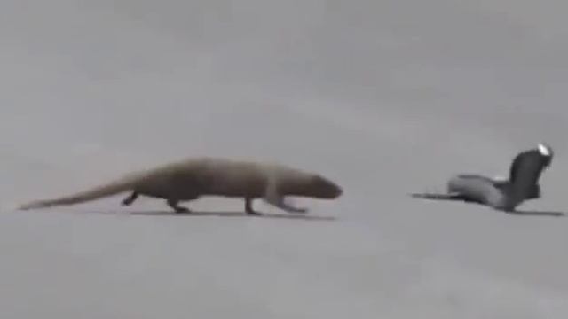 FunnyAnimals #3 Мангуст Vs Кобра