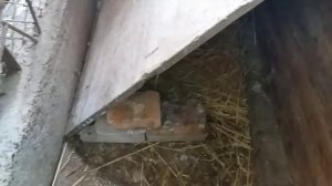 чем кормить гусей перед яйцекладкой ?