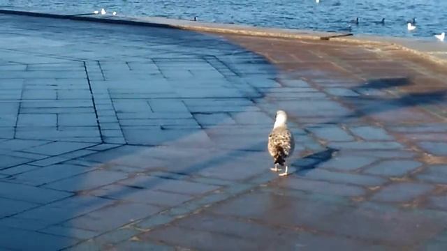 Севастополь смотреть онлайн