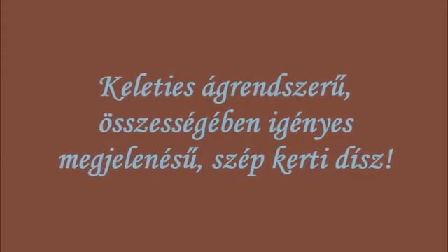 Kerti terülőmadárbirs (Cotoneaster horizontalis) - videó képekben смотреть онлайн