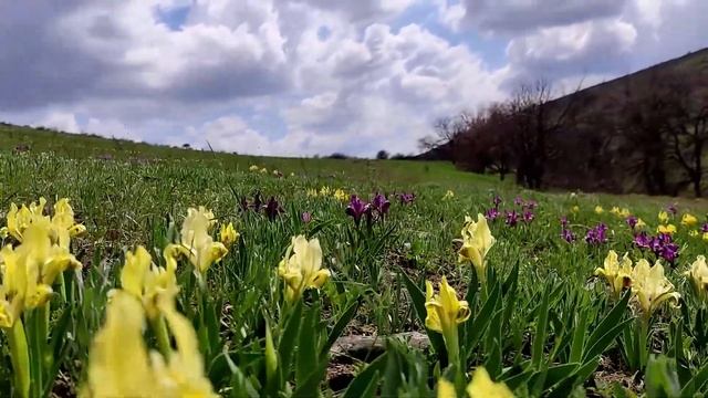 Дикие ирисы и гиацинты. весна 2021. Антрацит. смотреть онлайн