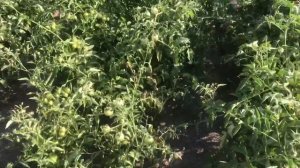 ??Обработал Томаты Ревусом (06.07.23)