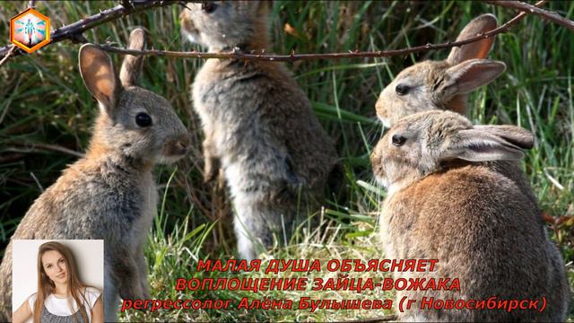 сеанс ргессии МАЛАЯ ДУША ОБЪЯСНЯЕТ ВОПЛОЩЕНИЕ ЗАЙЦА-ВОЖАКА смотреть онлайн