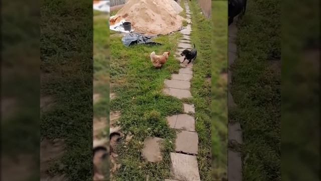 Бессмертная курица смотреть онлайн