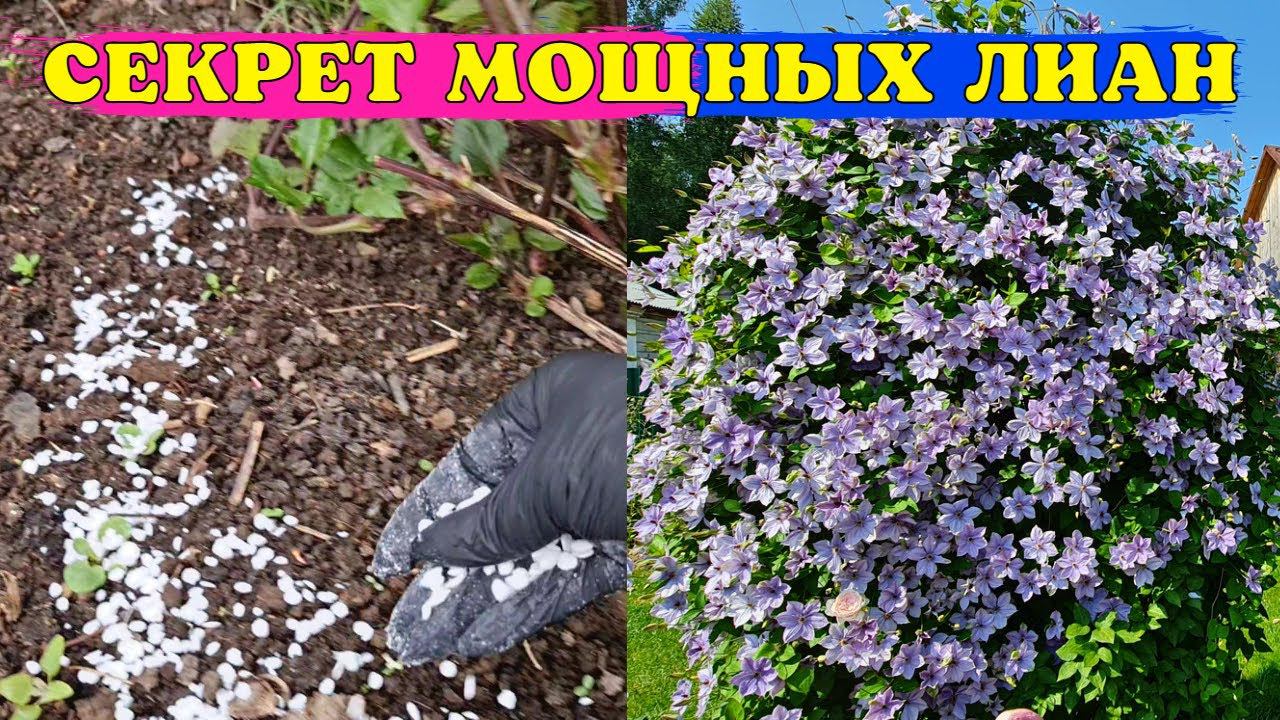 ХОТИТЕ МОЩНЫЕ ЛИАНЫ? Подкормите ТАК КЛЕМАТИСЫ ВЕСНОЙ! смотреть онлайн