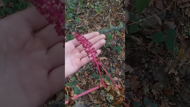 Vinobojka - Phytolacca americana смотреть онлайн