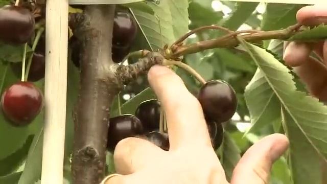 Cherry, Plum & Apricot Mini Orchard смотреть онлайн