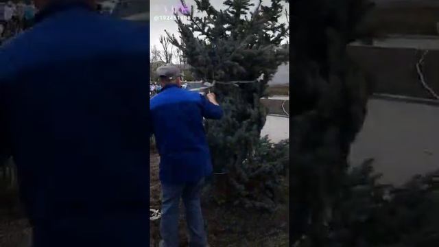 Голубые ели смотреть онлайн