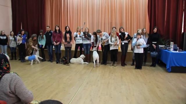 Волонтерское движение по защите бездомных животных в г.Гомеле смотреть онлайн