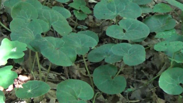 Как грибник Маугли собирает свои грибы Веселки в лесу. смотреть онлайн