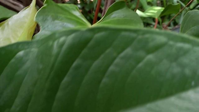 Different Kinds Of Anthurium in the World🌷🌷 смотреть онлайн