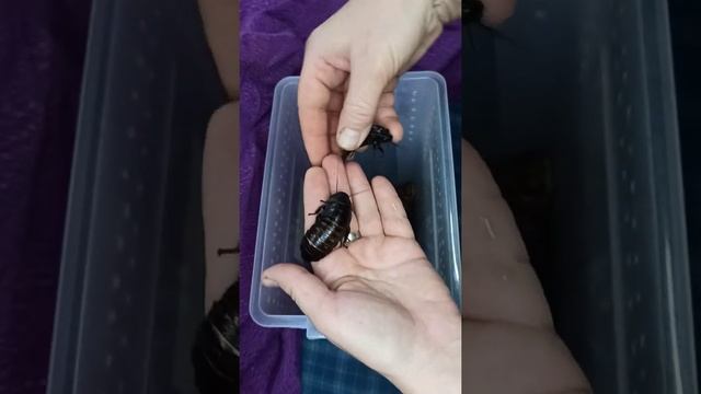 Как обстоят дела у взрослых мадагаскарских тараканов? смотреть онлайн