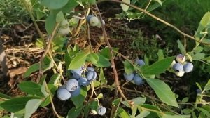 Голубика Элизабет. Плодоношение на следующий год после посадки.