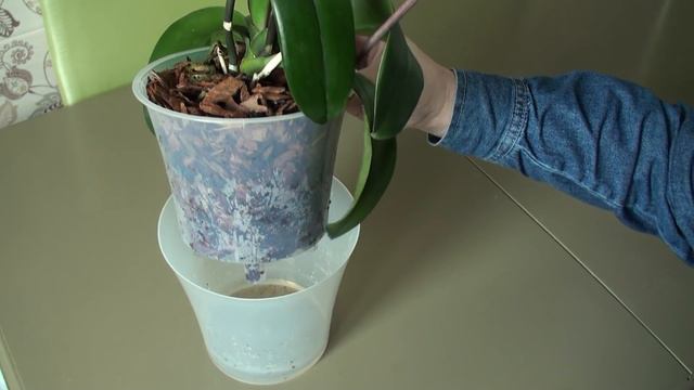 пересаженная ЦВЕТУЩЕЙ ОРХИДЕЯ, 10 дней спустя смотреть онлайн