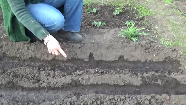 Посев МОРКОВИ с КИСЕЛЁМ