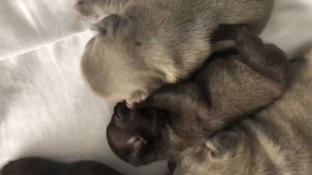 Adorable Chocolate French Bulldog Puppy - Lola смотреть онлайн