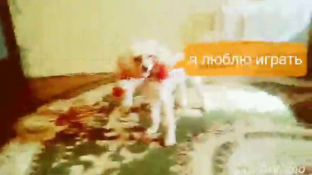 Шанино обращение к зрителям смотреть онлайн