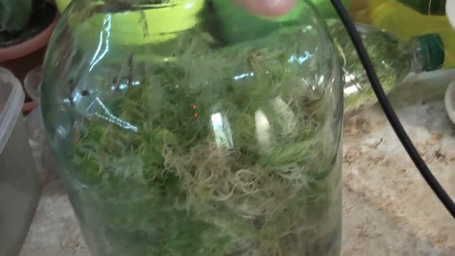 Что я принесла из лесу ? у меня растет живой мох сфагнум: посадка, уход смотреть онлайн